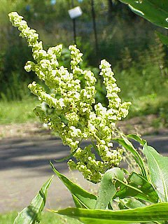 <i>Rumex britannica</i> Species of flowering plant