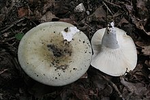 Russula heterophylla 060820w.jpg