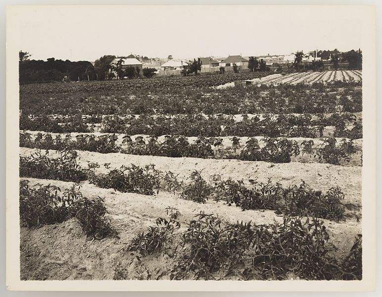 File:SLNSW 919976 Series 04 Fruit and vegetables ca 19211924.jpg