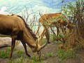 Sable Antelope (Hippotragus nigeri) in the African Hall of the Kimball Natural History Museum at the California Academy of Sciences in San Francisco.