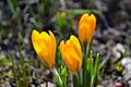 Saffron Flowers.jpg