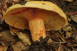 Salève 01.08.2017 Lactarius salmonicolor (36407601983).jpg