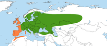 Green: Salix cinerea subsp. cinerea Orange: Salix cinerea subsp. oleifolia