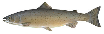 Salmon generate enough thrust with their powerful tail fin to jump obstacles during river migrations