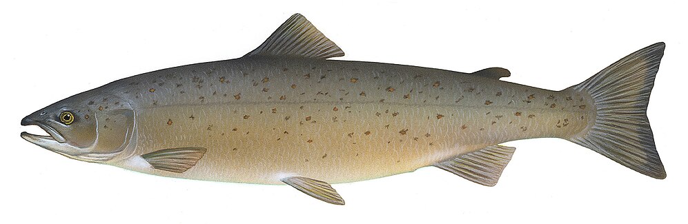 Atlantic Salmon-avatar