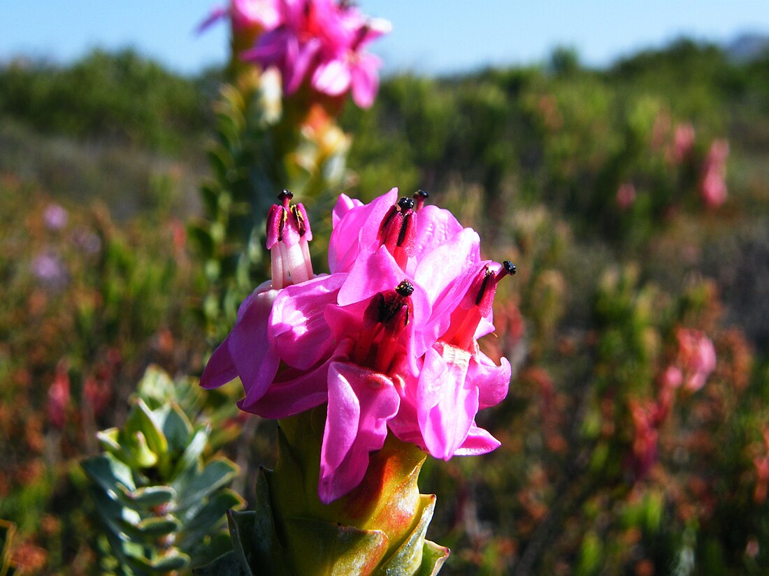 Rhynchocalycaceae