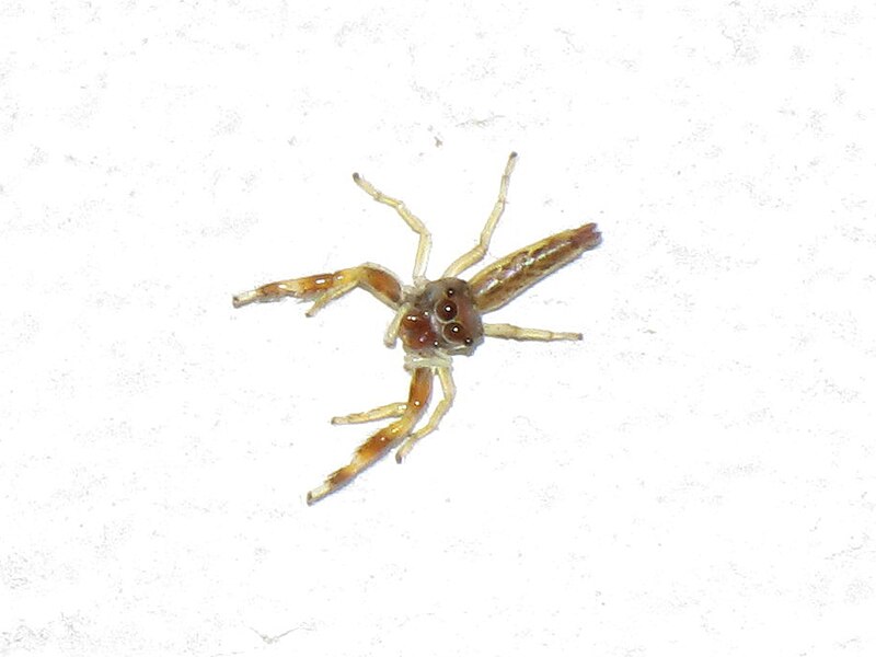 File:Salticidae kid.jpg