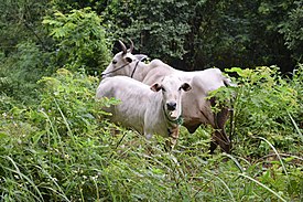 Sapi (Bos taurus)