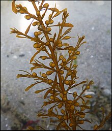 2023 Sargassum