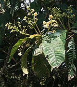 Saurauia aromatica 1.jpg