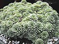Saxifraga paniculata 'White Hill'