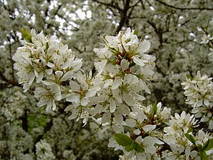 Schlehenblüte 2009 4.JPG