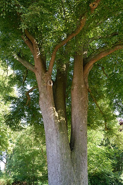 File:Schleswig-Holstein, Drage, Naturdenkmal NIK 8051.JPG