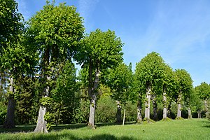 Schleswig-Holstein, Haseldorf, Naturdenkmal 24-02 NIK 4148.JPG