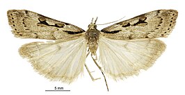 Scoparia scripta