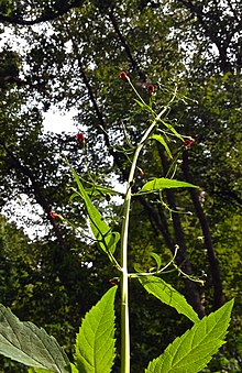 Scrophularia marilandica - מזרח פיגורט.jpg