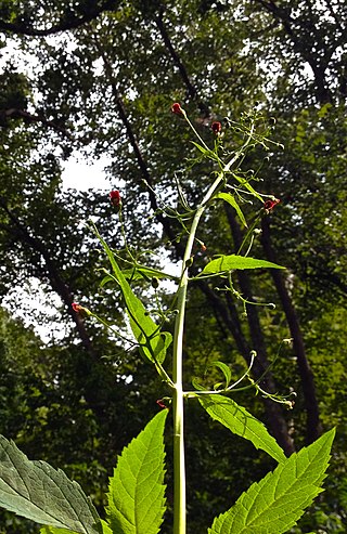 <i>Scrophularia marilandica</i> Species of flowering plant