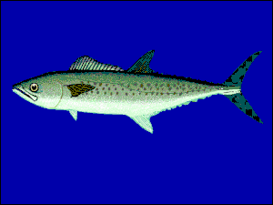 West African Spanish Mackerel