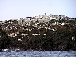 Sälar på North Rock