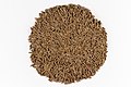 * Nomination Cumin Seeds --Sanjay Acharya 06:58, 30 October 2017 (UTC) * Promotion I suppose you should insert the Latin name for the the cumin plant in your file description, but this is a very high-quality photo. -- Ikan Kekek 08:14, 30 October 2017 (UTC)  Done Added latin name in the image description. --Sanjay Acharya 16:58, 30 October 2017 (UTC)