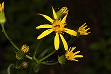 The green involucral bracts have black tips with hairy tufts. Senecio triangularis 0609.JPG