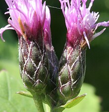 Serratula tinctoria ENBLA09.jpg