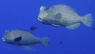 Perroquets à bosse (Bolbometopon muricatum)