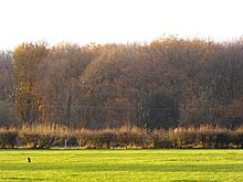 Sheet Hedges Wood 2.jpg