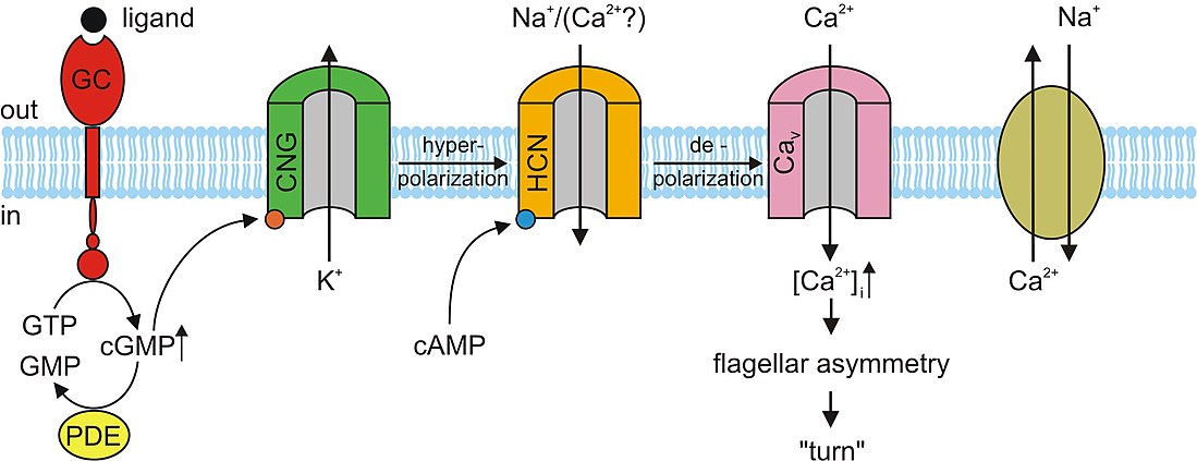 Cyclic nucleotide–gated ion channel