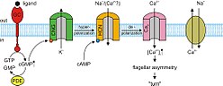 Thumbnail for Cyclic nucleotide–gated ion channel