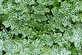 290) Silybum marianum. Jardin des Plantes de Paris -- 23 octobre 2010