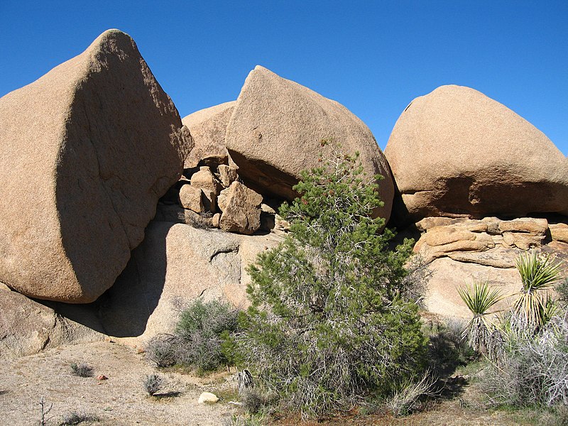 File:Single-leaf pine (Pinus monophylla); Pine City Trail.jpg