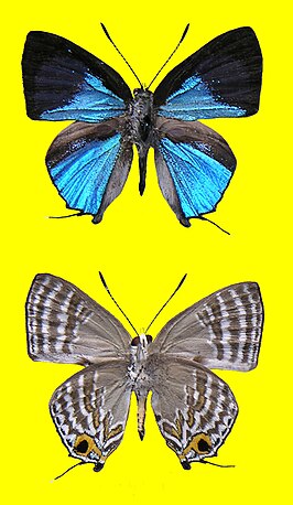 Sinthusa natsumiae