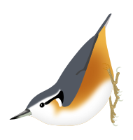 White-browed Nuthatch