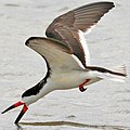 Black skimmer