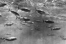 Shoaling skipjack tuna Skipjack tuna shoal.jpg