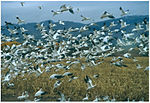 Thumbnail for Bosque del Apache National Wildlife Refuge