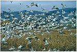 Vignette pour Refuge faunique national de Bosque del Apache