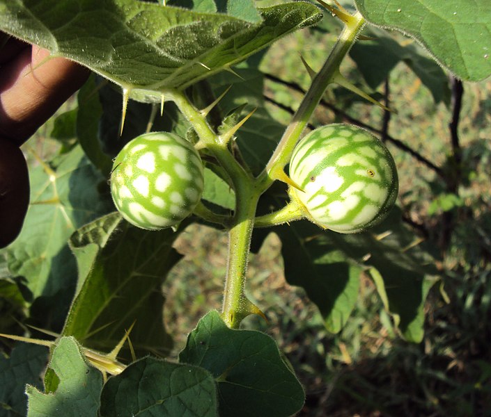 File:Solanum aculeatissimum 11.JPG