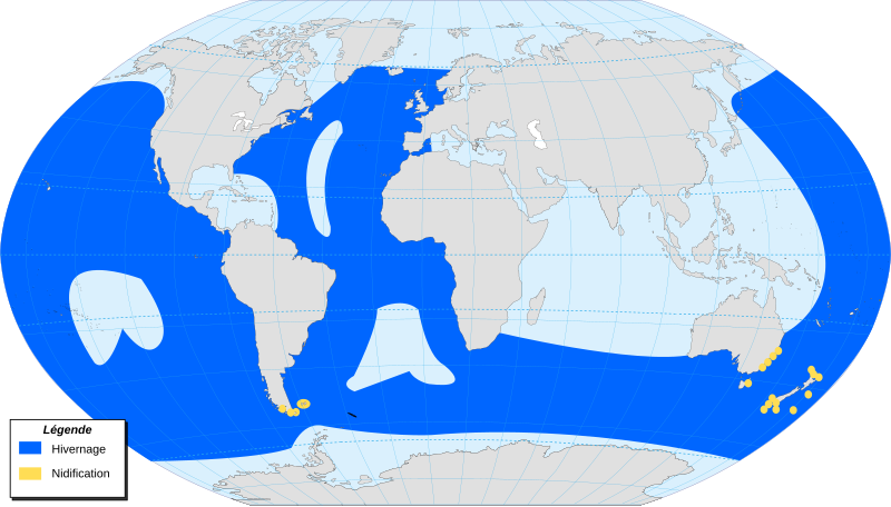 File:Sooty Shearwater-map-localisation-fr.svg