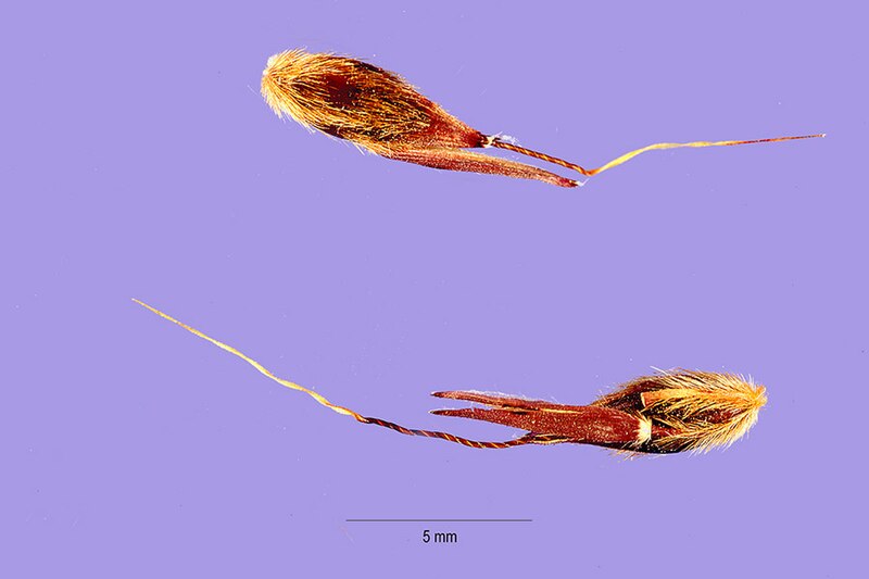 File:Sorghum bicolor subsp. arundinaceum seeds 1.jpg