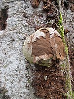 Domän: Eukaryota Rike: Protista Fyl: Amoebozoa Ifyl: Mycetozoa K: Myxomycetes O: Liceales F: Reticulariaceae S: Enteridium A: Enteridium lycoperdon Svenska: Sotägg på alstam i Väsmestorps naturreservat.