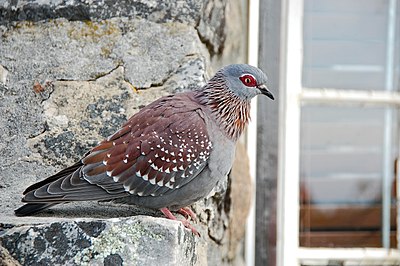 Columba guinea (cat.)