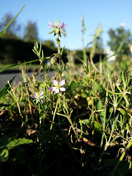 File:Spergularia maritima sl17.jpg