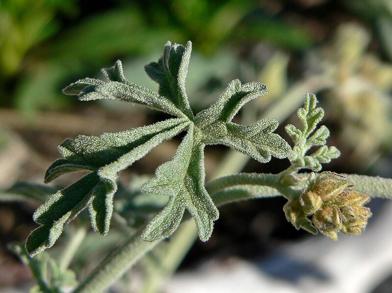 File:Sphaeralcea grossulariifolia 3.jpg