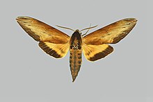 Sphinx luscitiosa, erkek, üst taraf. Amerika Birleşik Devletleri, New Jersey.jpg