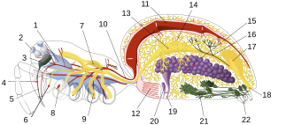 Hämähäkit: Anatomia, Seitti, Elinympäristö