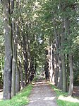 Ahornallee-Spitzahorn (Acer platanoides)
