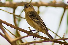 Sporophile des marais (Sporophila palustris)