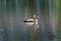 Spot Billed Duck (39695429802).jpg